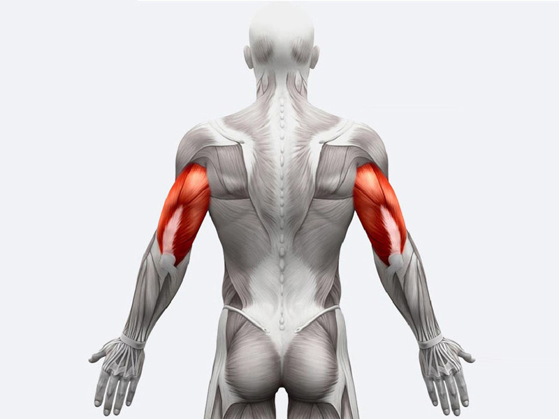 Nhóm cơ tay sau (Triceps)