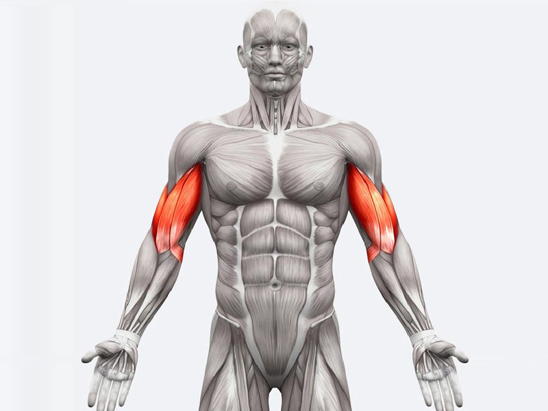 Nhóm cơ tay trước (Biceps) 