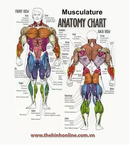 Các Nhóm Cơ Trong Gym Các Nhóm Cơ Trong Gym