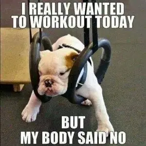 Dog Gym Meme
