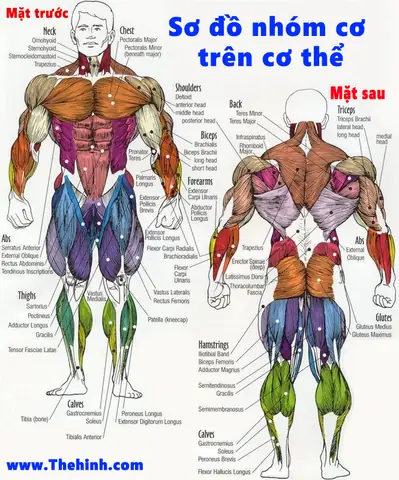 Giải Phẫu Cơ Thể Người Trong Gym Giải Phẫu Cơ Thể Người Trong Gym